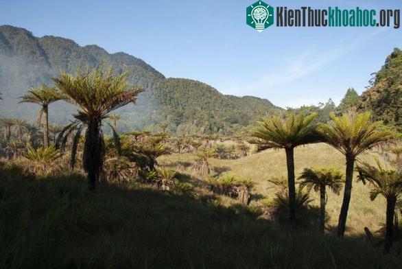 Loại dương xỉ lớn hiếm gặp hiện sinh sống tại New Guinea