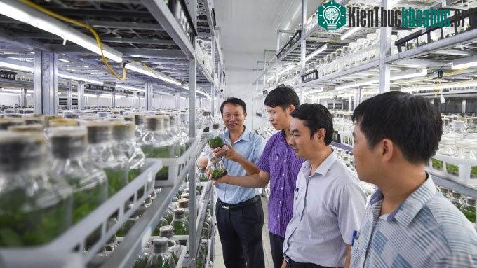 Lan đột biến là gì? Có nhân giống nuôi cấy mô được không? ảnh 3