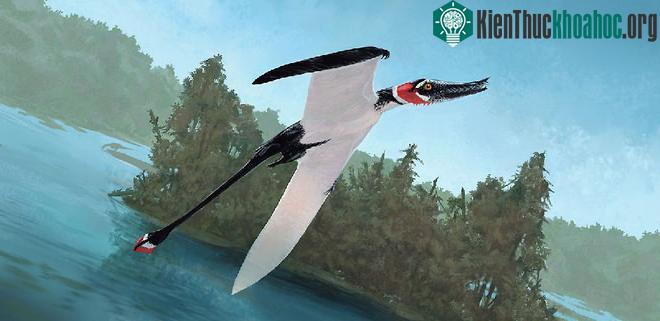 Rhamphorhynchus được phát hiện lần đầu tiên ở Đức trong thế kỷ 19