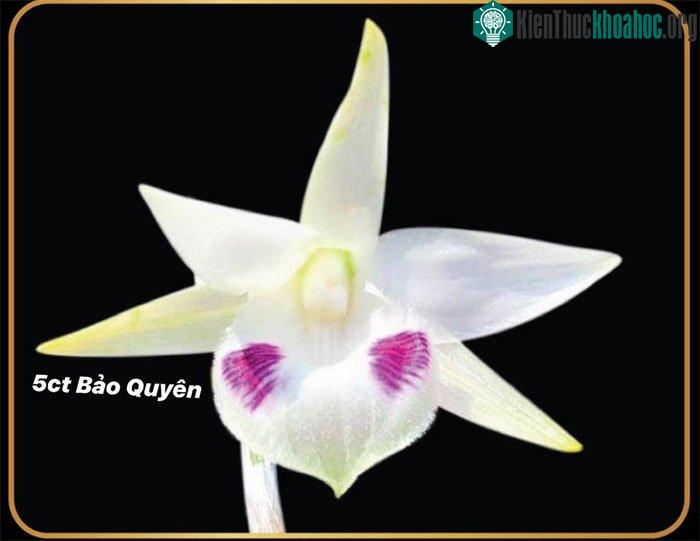 Năm cánh trắng Bảo Quyên trị giá 3 tỉ đồng.