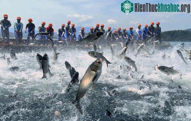 Cảnh tượng cá nhảy khỏi mặt nước