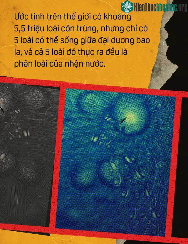 Trong 5,5 triệu loài côn trùng thì chỉ có 5 loài sống giữa đại dương, đều là phân loài của nhện nước