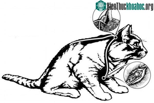 Acoustic Kitty