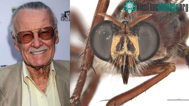 Ruồi của Stan Lee