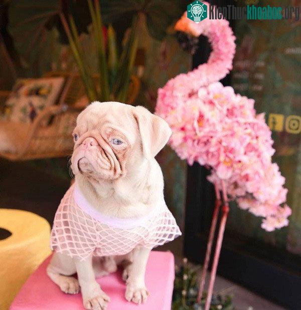 Chú chó có bộ lông màu hồng bẩm sinh hiếm hoi trên thế giới ảnh 4