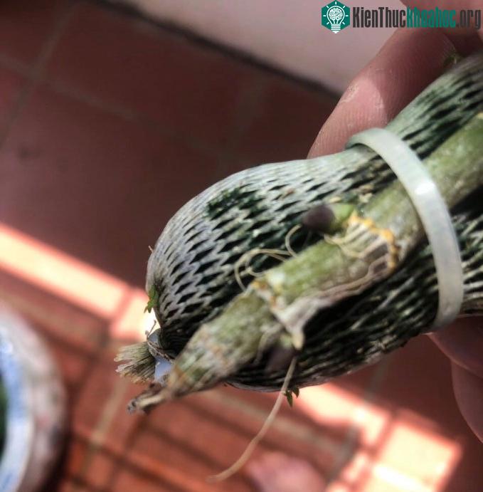 Lan đột biến là gì? Có nhân giống nuôi cấy mô được không? ảnh 4