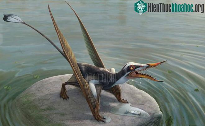 Điểm dễ nhận dạng nhất của loài này là đuôi dài với chóp đuôi hình kim cương.