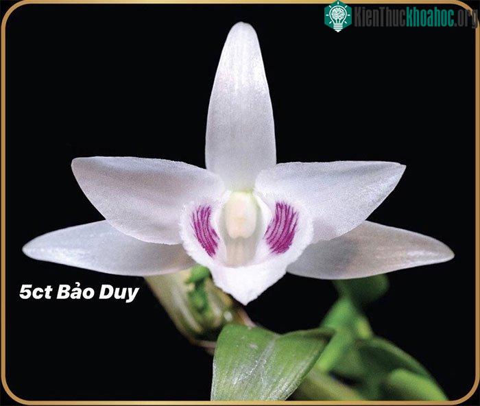 Dòng năm cánh trắng Bảo Duy trị giá 12 tỉ đồng.
