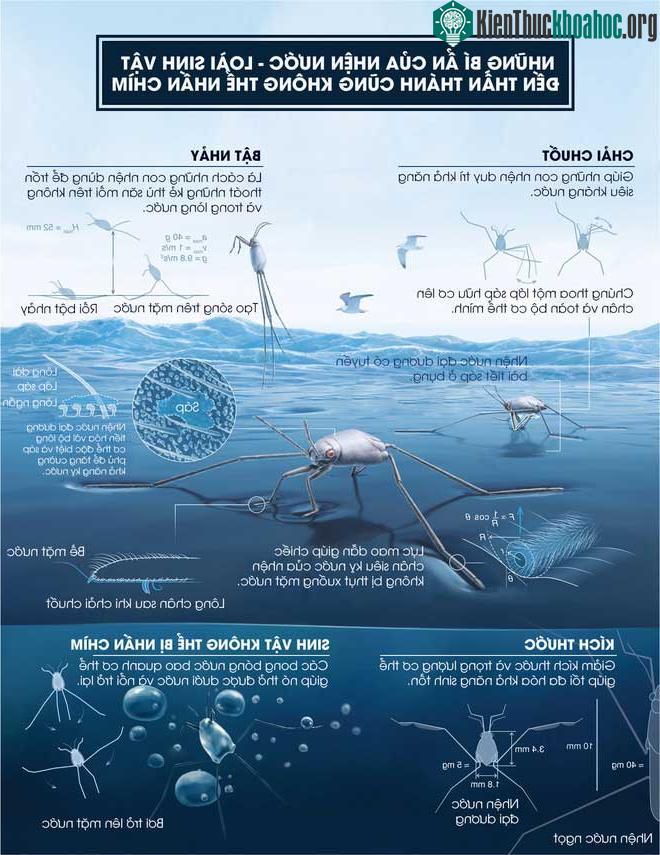Bí ẩn của loài nhện nước