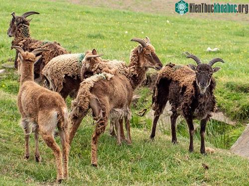 Giống cừu Soay với bộ lông sẫm màu đặc trưng, tự thay lông