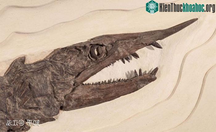 Loài Protosphyraena sở hữu một cái miệng có xương nhô dài về phía trước đầu