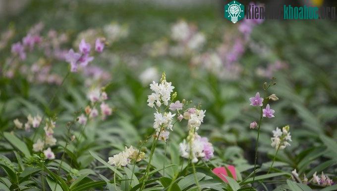 Lan đột biến là gì? Có nhân giống nuôi cấy mô được không? ảnh 5