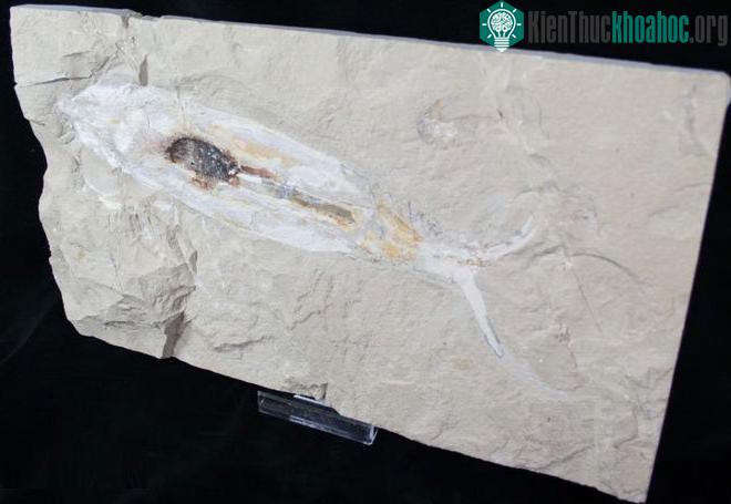 Plesioteuthis là một chi mực đã tuyệt chủng, thuộc họ Plesioteuthididae.