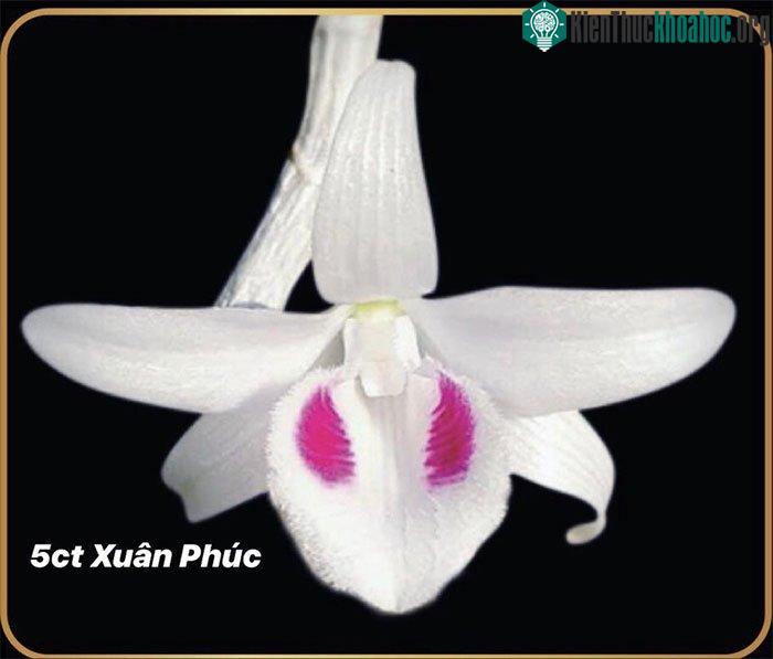 Dòng năm cánh trắng Xuân Phúc trị giá 9,9 tỉ đồng.