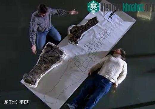 Phục hồi hóa thạch cho thấy vây của chúng còn to và dài hơn cả kích thước của một người trưởng thành.