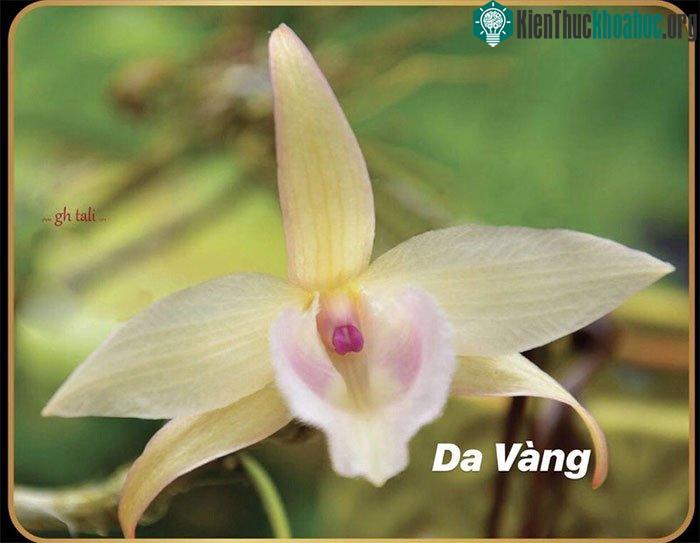 Dòng năm cánh trắng Da Vàng trị giá 10 tỉ đồng.