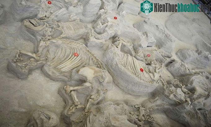 Khoảng 12 triệu năm trước, một vụ phun trào núi lửa đã giết chết hơn 200 loài động vật bao gồm tê giác, ngựa, lạc đà cổ dài và sếu. Chúng hít phải khói độc và bị chôn vùi dưới tro bụi núi lửa. Các ...