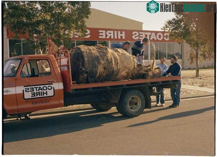 Với hàng nghìn mảnh vỡ rải rác, thị trấn Esperance đưa ra mức phạt 400 USD với nước Mỹ vì tội xả rác.