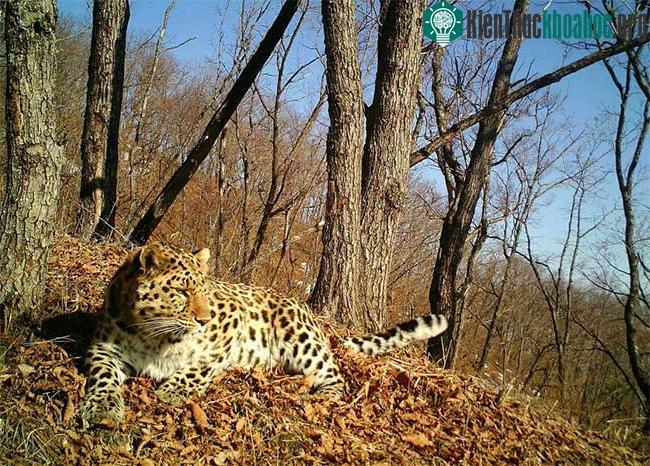 Báo Amur