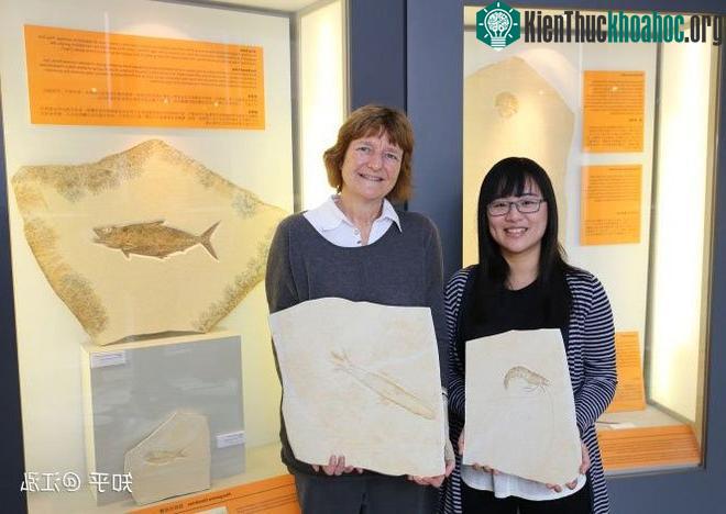 Rhamphorhynchus: Loài thằn lằn bay "tí hon" sở hữu hàm răng của tử thần ảnh 7