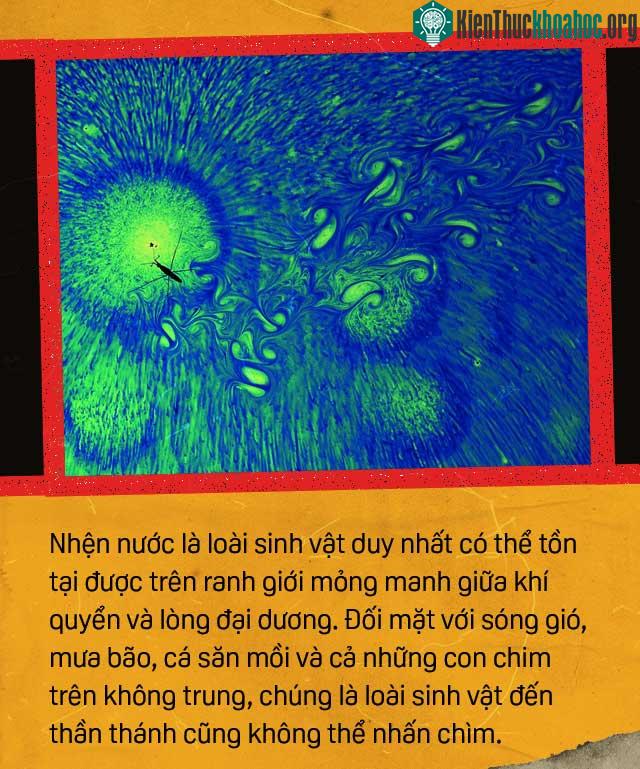 Những bí ẩn của loài nhện nước viễn dương - sinh vật đến thần thánh cũng không thể nhấn chìm ảnh 7