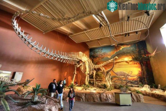 Khủng long Diplodocus