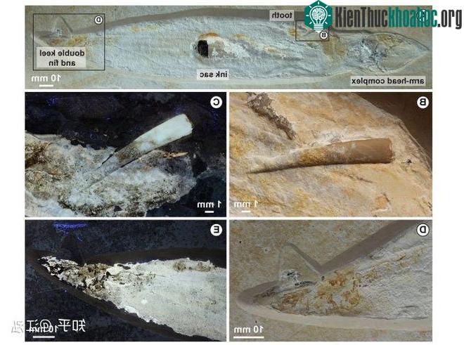 Rhamphorhynchus: Loài thằn lằn bay "tí hon" sở hữu hàm răng của tử thần ảnh 8
