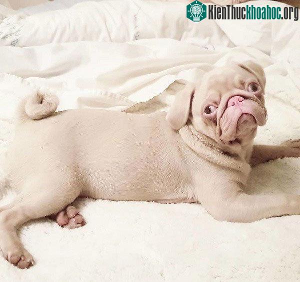 Chú chó có bộ lông màu hồng bẩm sinh hiếm hoi trên thế giới ảnh 9