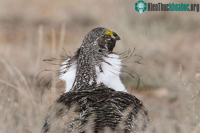 Gà gô lớn (Greater Sage-Grouse).