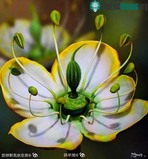 Hình ảnh đóa hoa từ thời viễn cổ 15 triệu năm trước