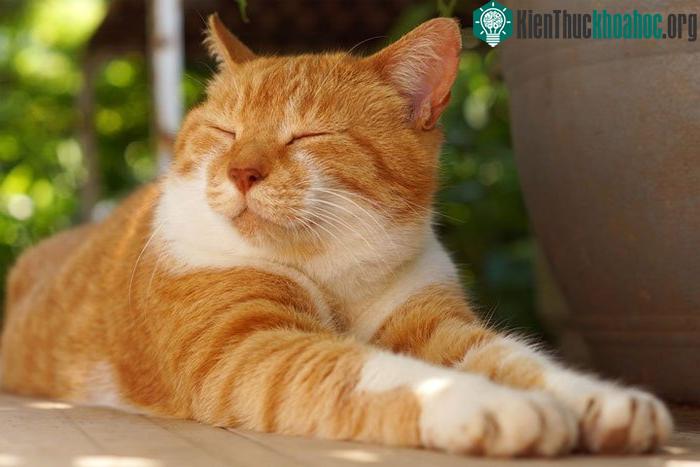 Những con mèo dễ tiếp cận người lạ hơn sau một cái nháy mắt từ từ.