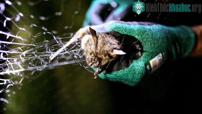 Một trong 2 virus mới được phát hiện gây bệnh cho dơi ở Uganda.