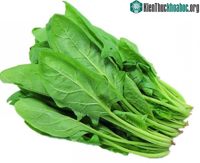 Phát hiện mới về công dụng của cải bó xôi