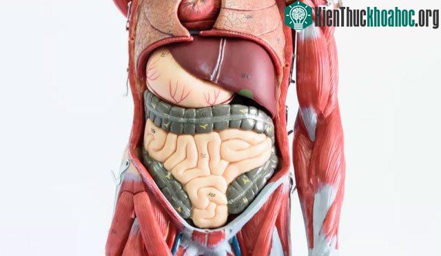 Có 78 cơ quan trong cơ thể người.
