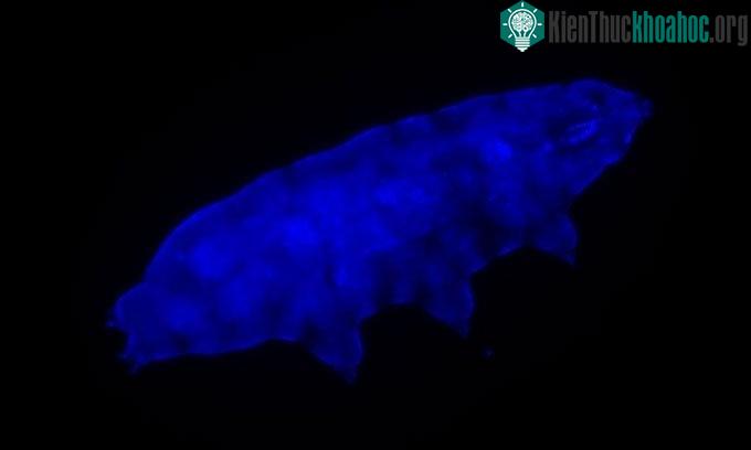 Gấu nước phát sáng màu xanh dương dưới tia UV.