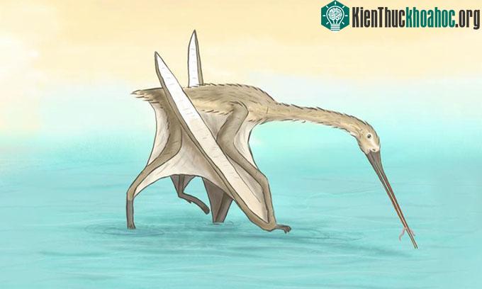 Phát hiện loài dực long mới có mỏ dài bất thường ảnh 0