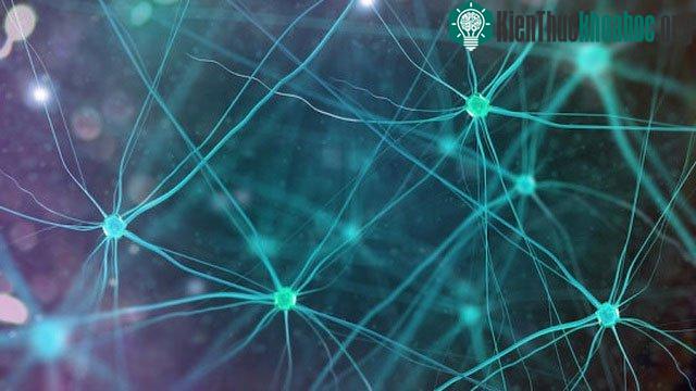 EIF2α là mấu chốt của cả các bệnh phát triển thần kinh và các bệnh thoái hóa thần kinh.