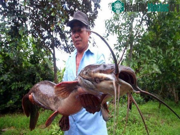 Con cá trên "khủng" có chiều dài hơn 1m và nặng hơn 8kg