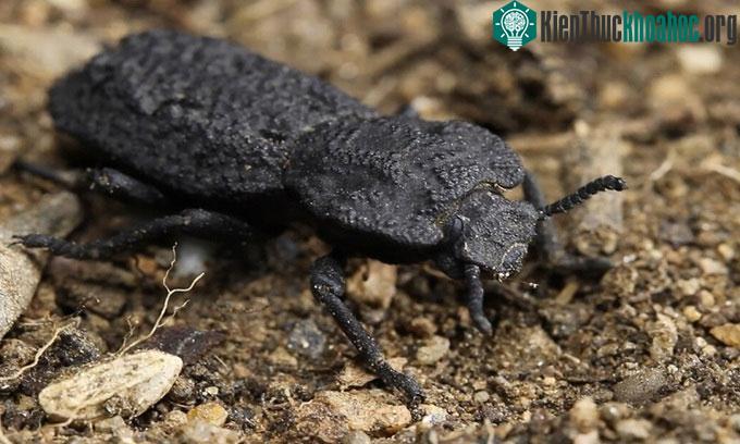 Bọ cánh cứng Phloeodes diabolicus