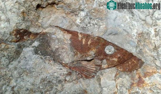 Hóa thạch loài cá cổ đại chưa từng được thấy từ trước tới nay tại tỉnh Banteay Meanchey, phía tây Campuchia.