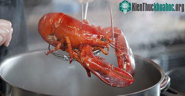 Luộc sống tôm hùm có thể khiến sinh vật này chịu đau đớn tột độ suốt hàng chục phút