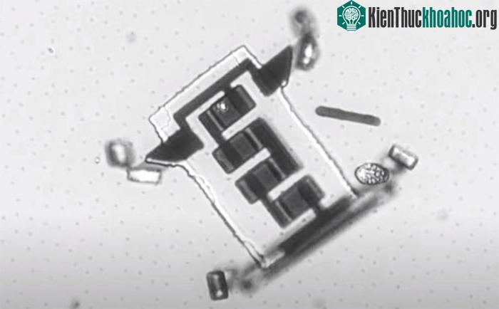 Robot này có kích thước khoảng 5 micron chiều dày, rộng 40 micron và dài cỡ 40 - 70 micron.&nbsp;