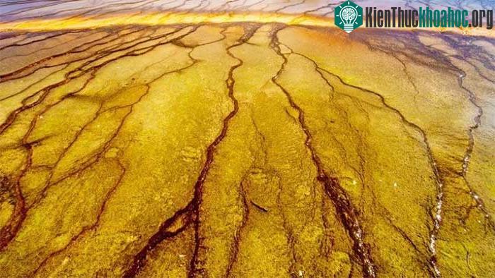 Dưới bề mặt Trái đất có những vi sinh vật - hậu duệ của các dạng sống cổ đại.