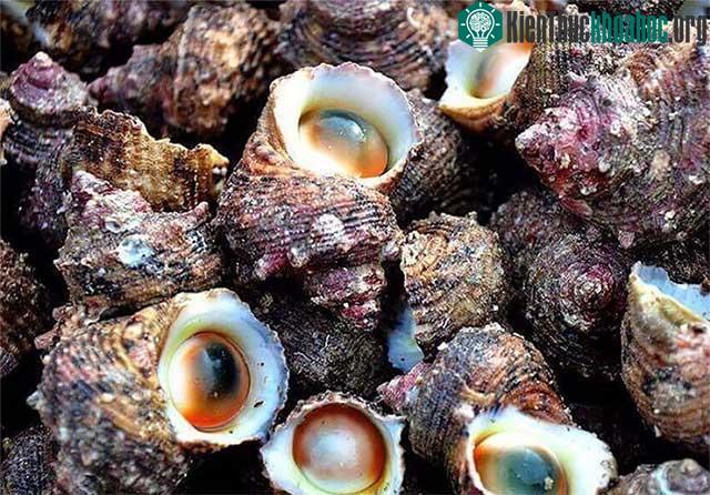 Ốc mặt trăng