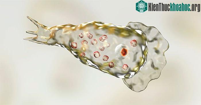 Amip ăn não: Nguyên nhân, triệu chứng và điều trị ảnh 0