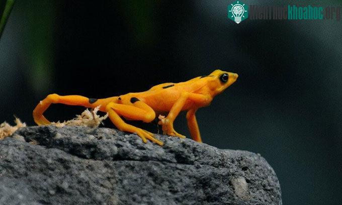 Một con ếch vàng Panama (Atelopus zeteki) bên trong Vườn bách thú El Nispero.