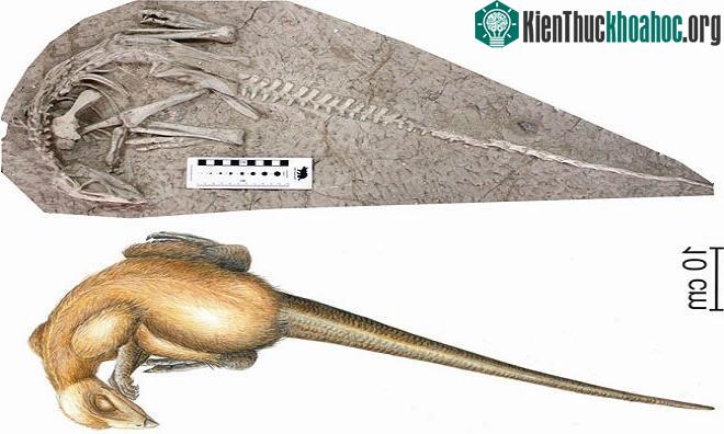 Phục dựng từ hóa thạch của Changmiania liaoningensis.