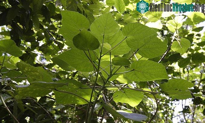Loài thực vật tiết chất độc như bọ cạp ảnh 0