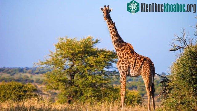 Nếu hươu cao cổ là điểm cao nhất, thì khả năng là chúng sẽ có nguy cơ bị sét đánh cao nhất trong khu vực