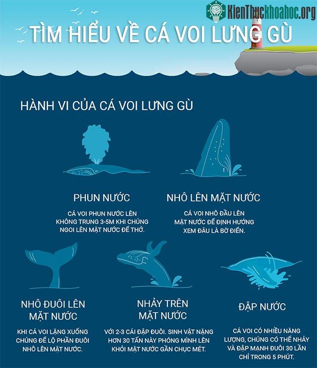 Có phải cá voi lưng gù là bá chủ đại dương?